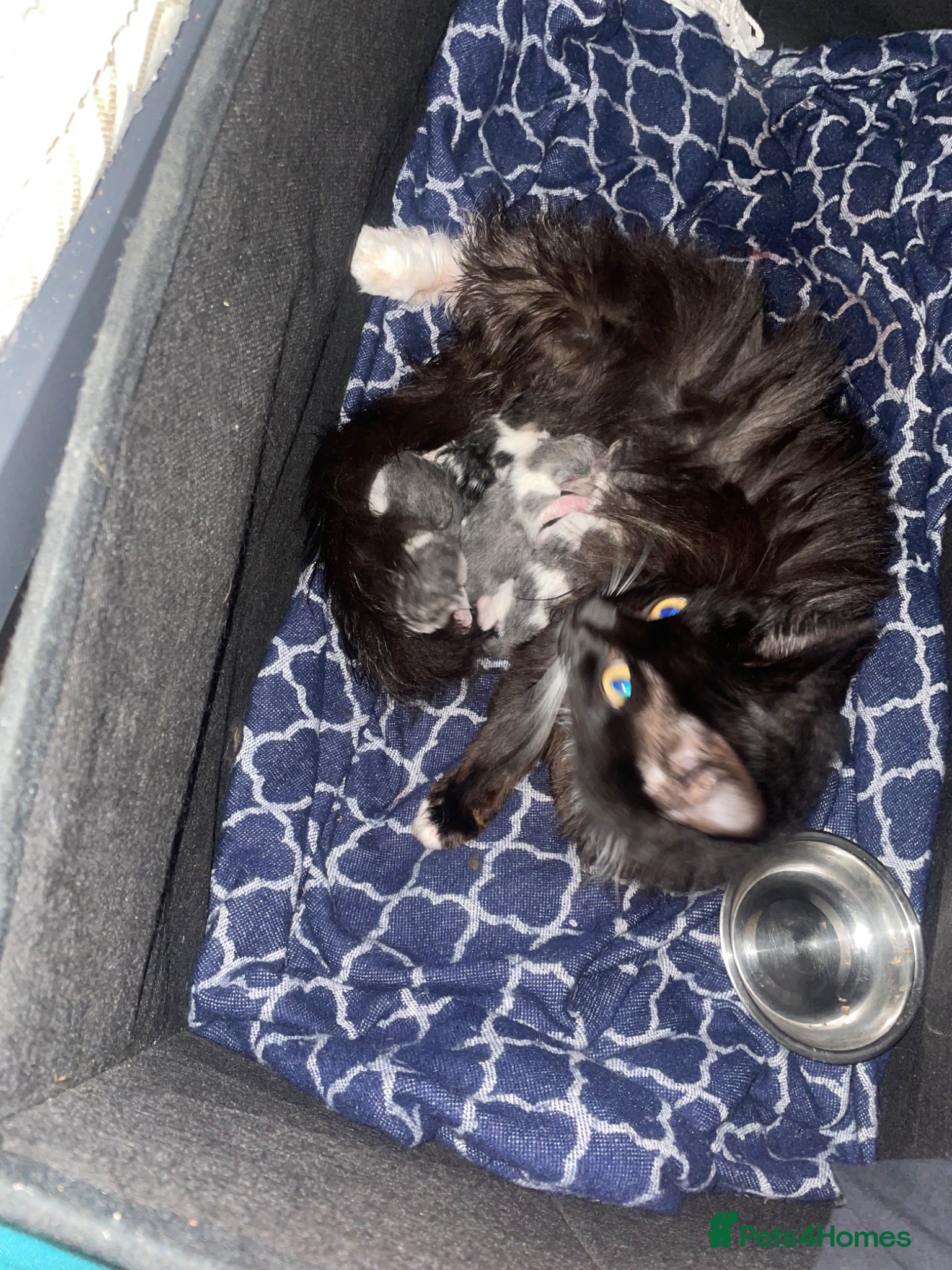 Mixed Breed cats Kittens for sale - Advert 1