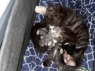 Mixed Breed cats Kittens for sale - Advert 1