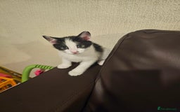 Mixed Breed cats for sale: 3 kittens for sale 2 male 1 female - Image 2