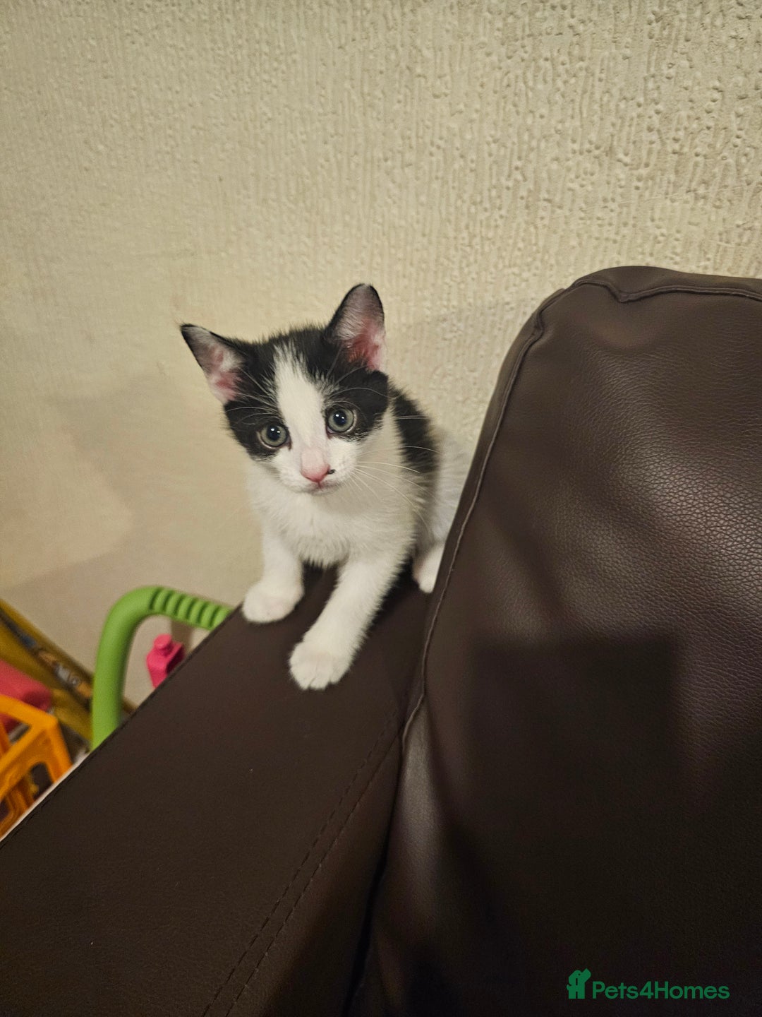 Mixed Breed cats for sale: 3 kittens for sale 2 male 1 female - Image 2