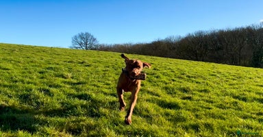 Hungarian Vizsla dogs - Advert 1