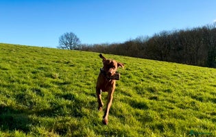 Hungarian Vizsla dogs - Advert 1