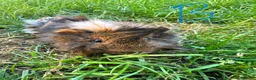 Guinea Pig rodents for sale: Male Guinea Pigs For Sale  - Advert 8