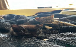 Mixed Breed cats for sale: 4 Russian Blue X Norwegian Forest mix kittens - Image 6