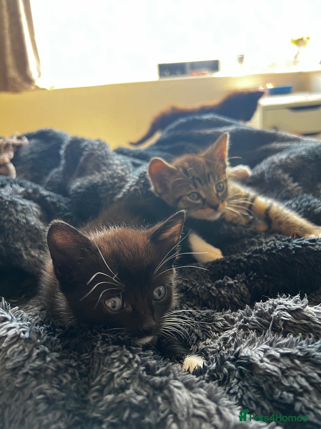 Mixed Breed cats for sale: 4 Russian Blue X Norwegian Forest mix kittens - Image 6