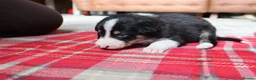 Border Collie dogs for sale: Border Collie Pups - Advert 4