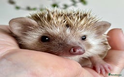 Pygmy Hedgehog rodents for sale: Pedigree African Pygmy Hedgehog 04.05.25 in Eastleigh - Image 19