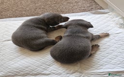 Miniature Dachshund dogs for sale: Miniture dashhound blue and tan - Image 11