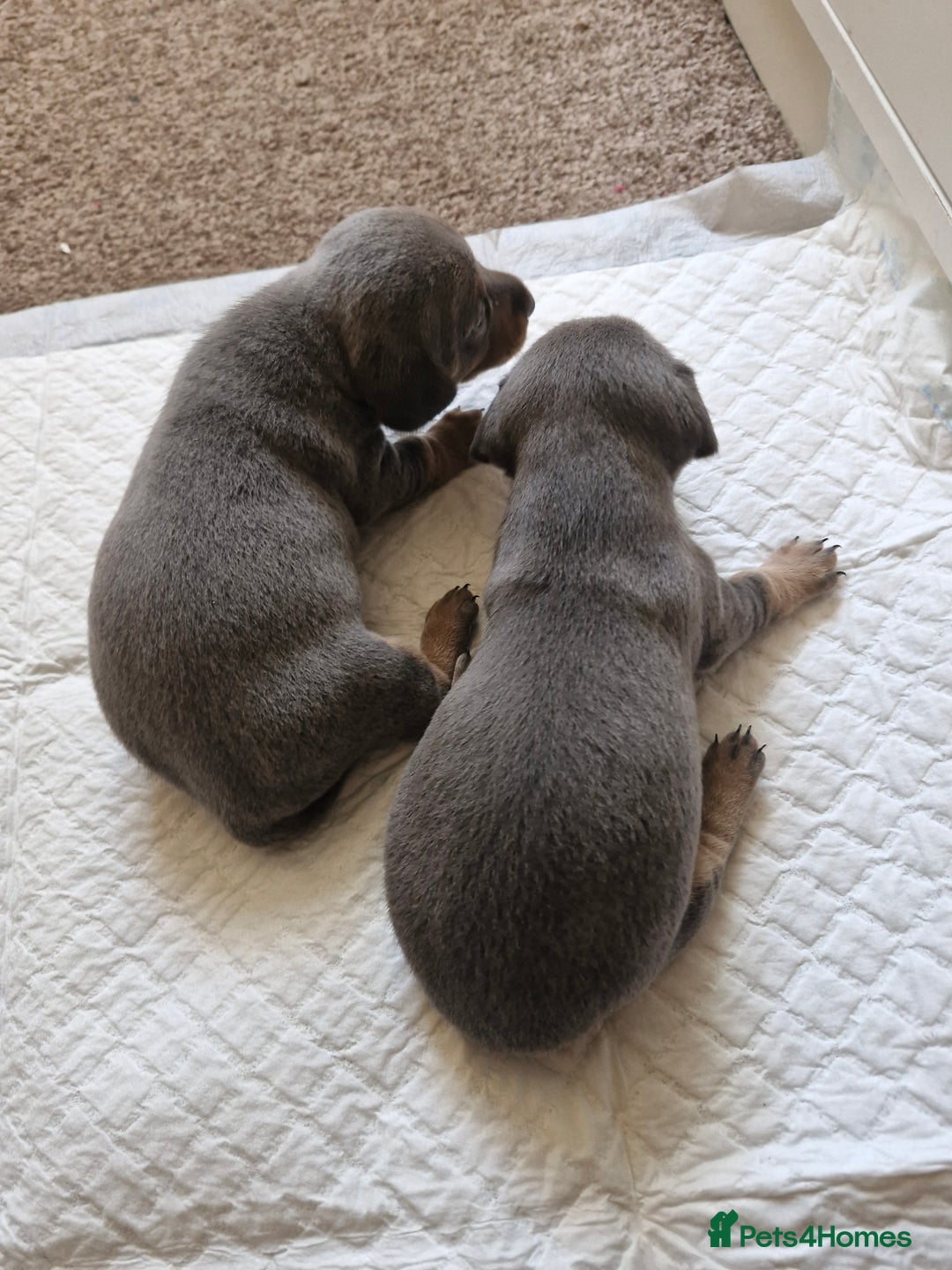 Miniature Dachshund dogs for sale: Miniture dashhound blue and tan - Image 11