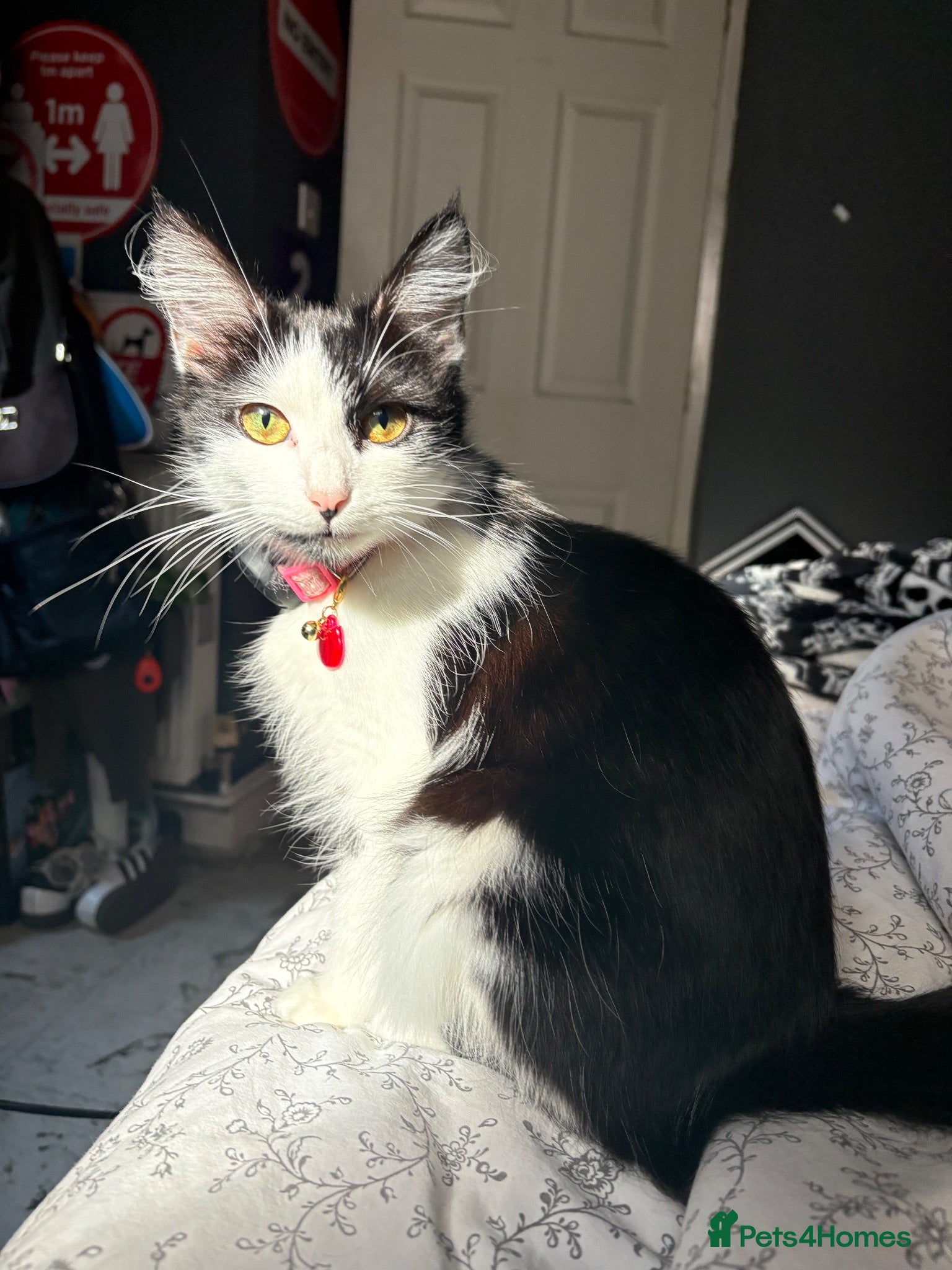 Mixed Breed cats Kittens For Sale - Advert 1
