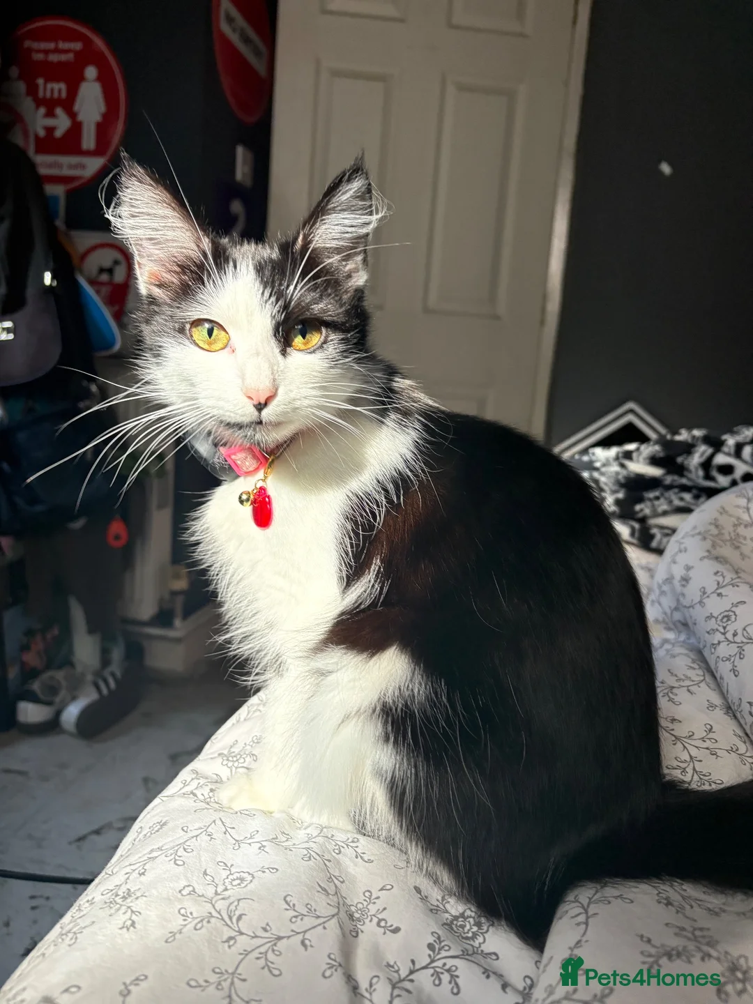 Mixed Breed cats for sale: Kittens For Sale - Advert 1