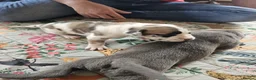 Mixed Breed dogs for sale: Cane Corso x Performance Mastiff   - Advert 28
