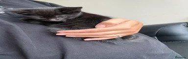 Maine Coon 2