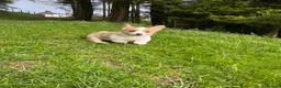 Welsh Corgi Pembroke dogs for sale: Beautiful Natural Bob Tail Pembrokeshire Pups - Advert 6