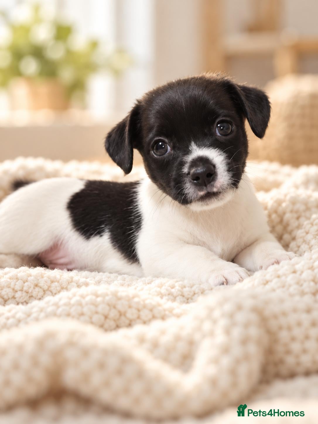 Mixed Breed dogs for sale: Ready to leave! Jack Russell X Shih Tzu Puppies - Advert 3