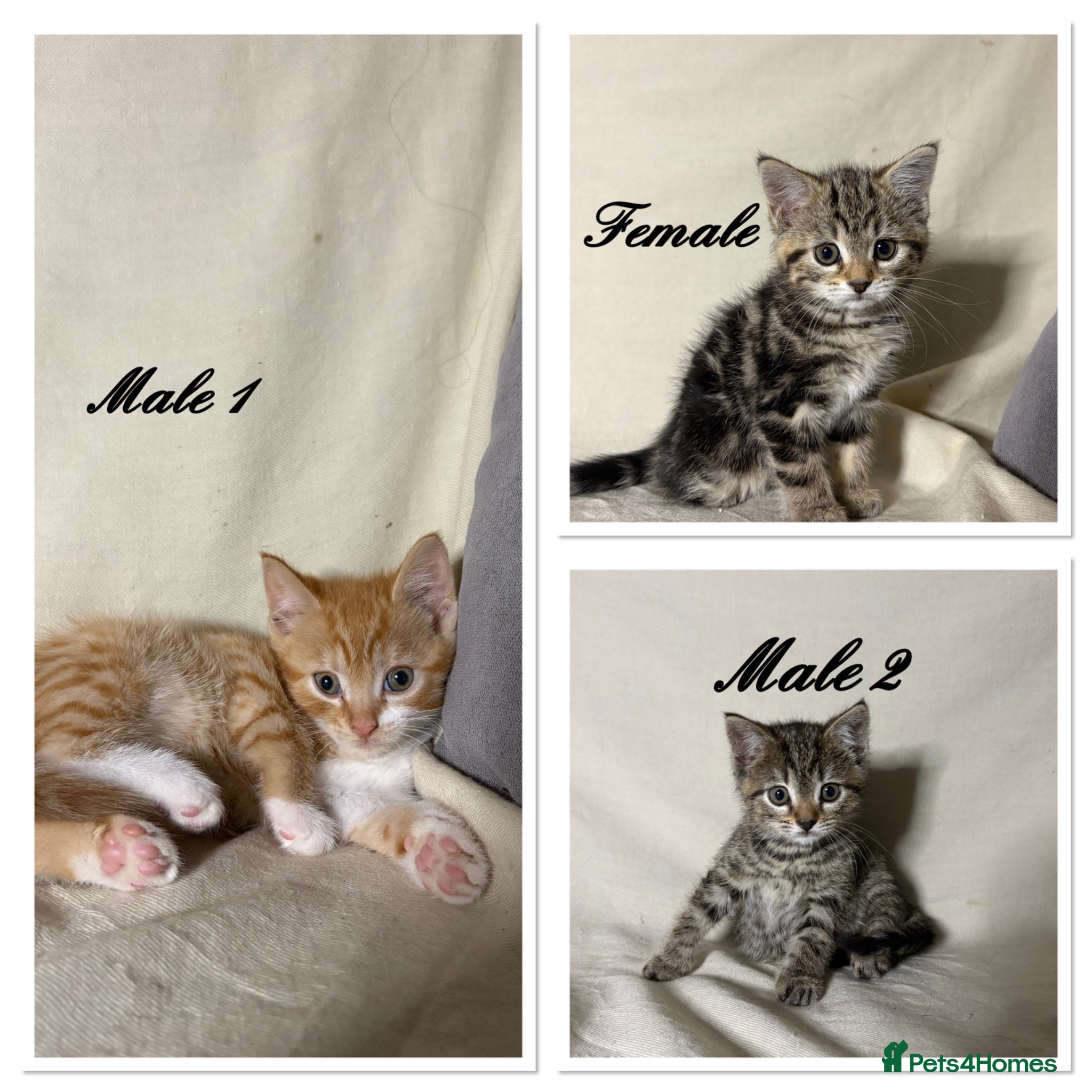 Mixed Breed cats 3 beautiful kittens - Ready for rehoming - Advert 1