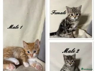 Mixed Breed cats 3 beautiful kittens - Ready for rehoming - Advert 2
