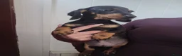 Miniature Dachshund dogs for sale: Miniature dachshund  in Bolton - Advert 5