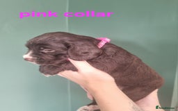 Cocker Spaniel dogs for sale: Beautiful cocker spaniel puppies - Image 17