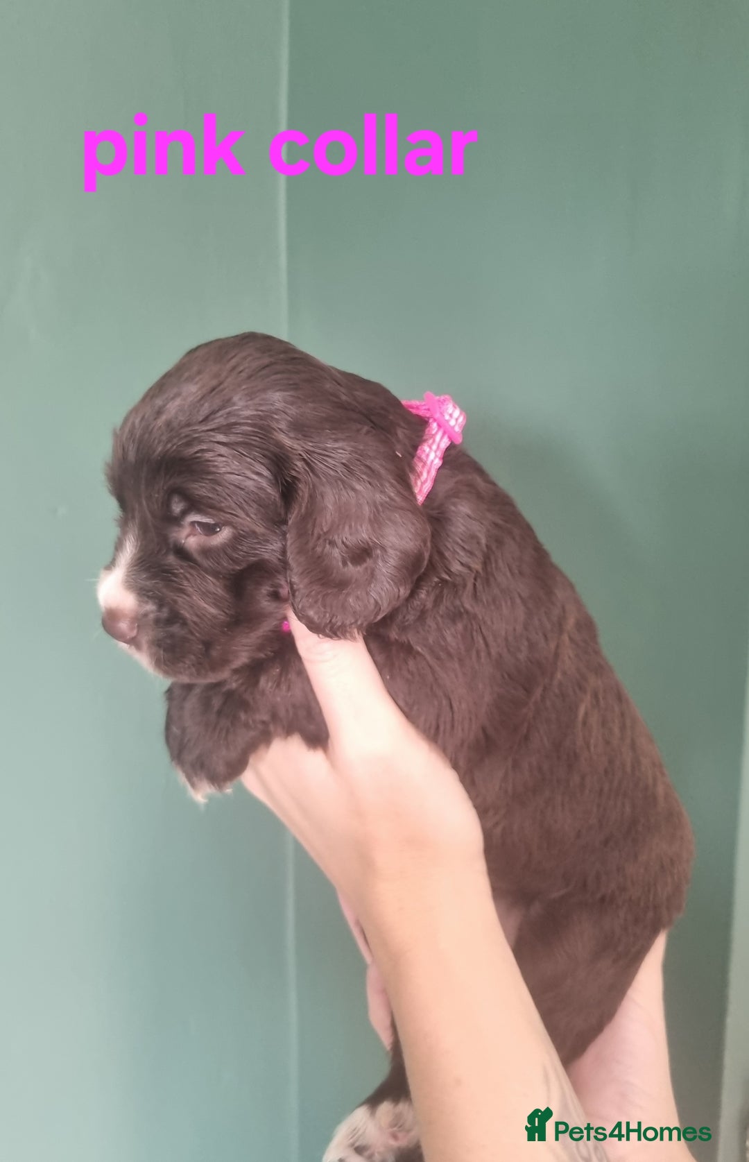 Cocker Spaniel dogs for sale: Beautiful cocker spaniel puppies - Image 17