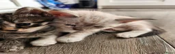 Mixed Breed cats for sale: Kittens for sale - Advert 12