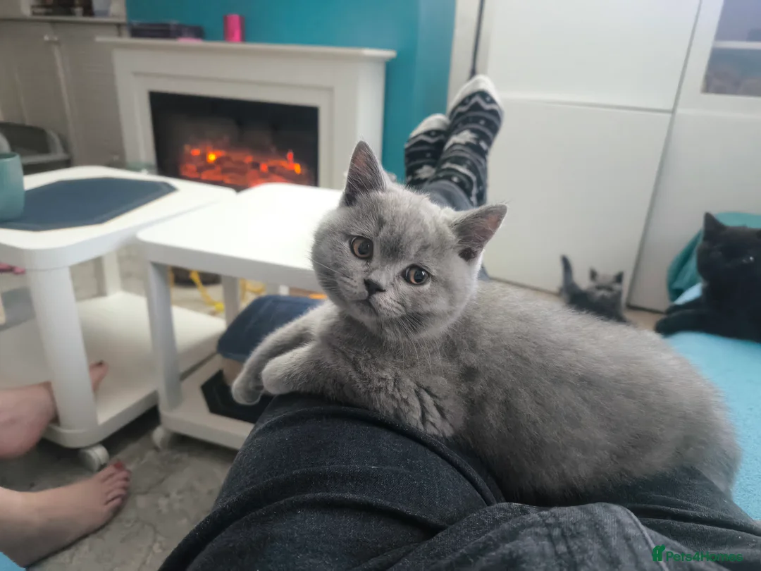 British Shorthair cats for stud:  GCCF registered STUD CHOCOLATE B blood group  in Beaconsfield - Advert 15