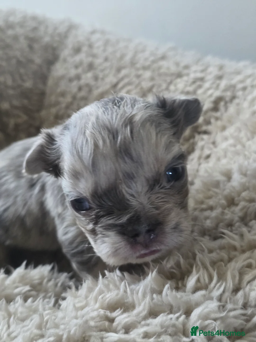 French Bulldog dogs for sale: French Bulldog (4 visual Fluffys) - Advert 8