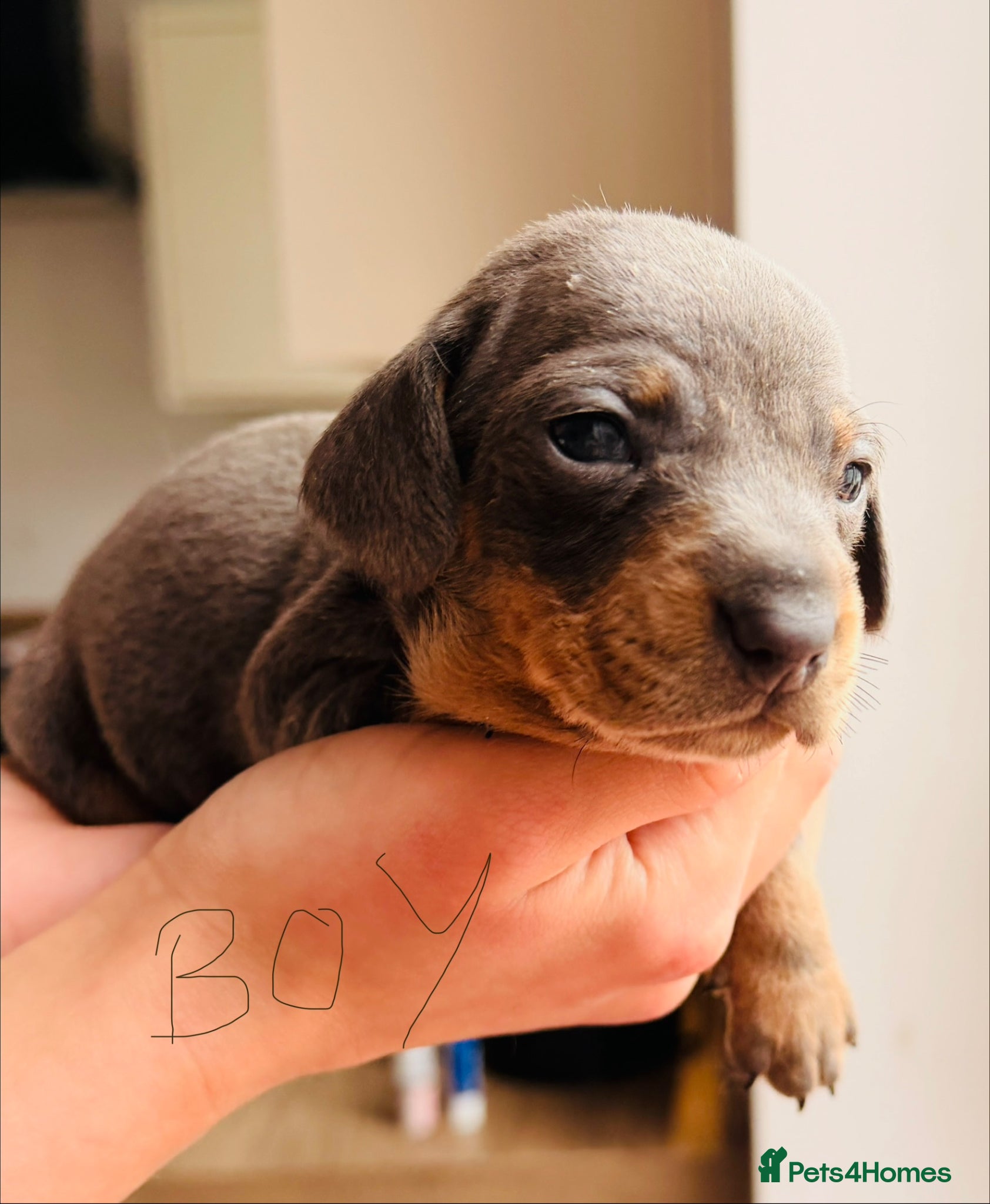 Miniature Dachshund dogs Miniature Dachshund pups KC reg pra cord1 clear - Advert 1