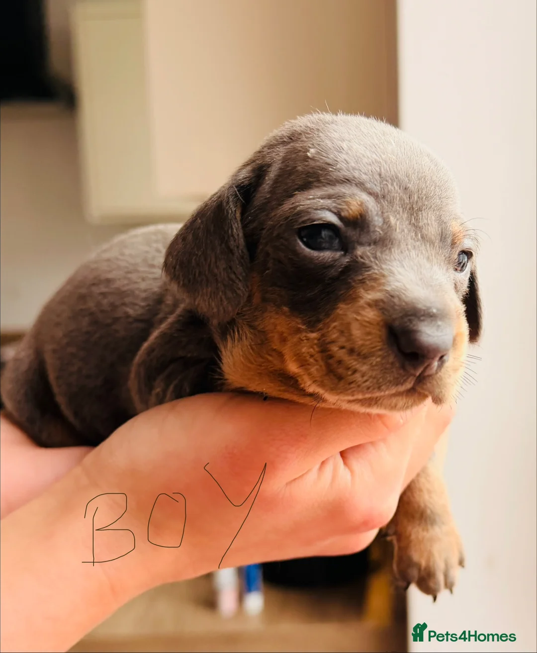 Miniature Dachshund dogs for sale: Miniature Dachshund pups KC reg pra cord1 clear - Advert 1