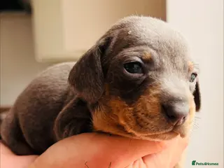 Miniature Dachshund dogs Miniature Dachshund pups KC reg pra cord1 clear - Advert 1