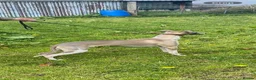 Whippet dogs for sale: whippet pups in Tredegar - Advert 18