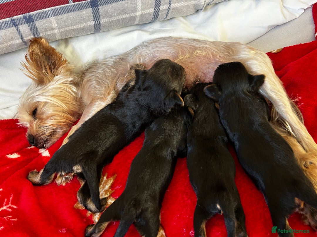 Yorkshire Terrier dogs for sale: Three beautiful Yorkshire Terrier girls for sale - Advert 11