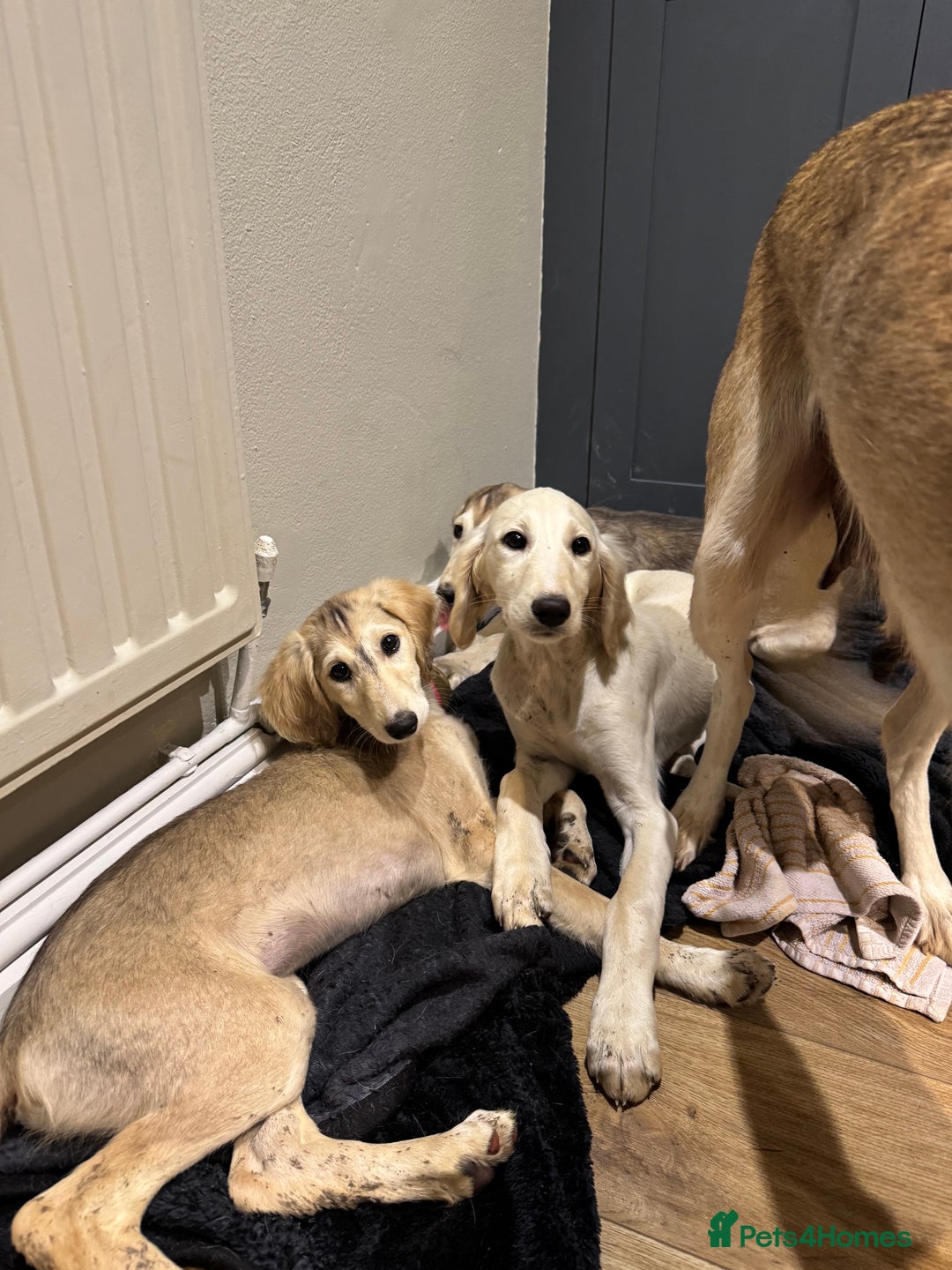 Saluki dogs for sale: Lovely Saluki Puppies - Advert 18