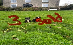 Border Collie dogs for sale: Border Collie puppies - Advert 6