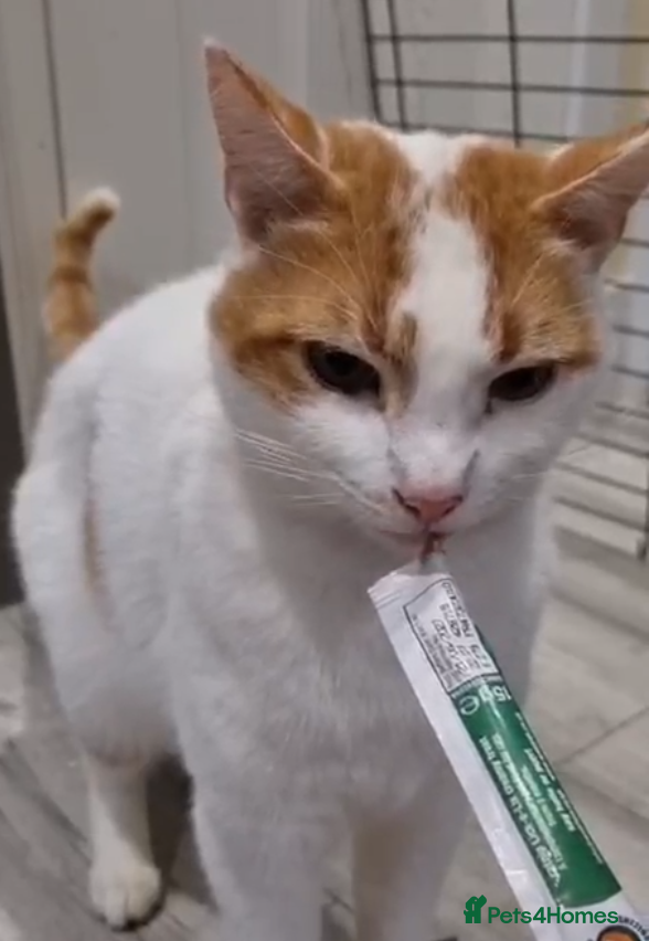 Domestic Shorthair cats Adopt from Cats in Crisis East London - Advert 1