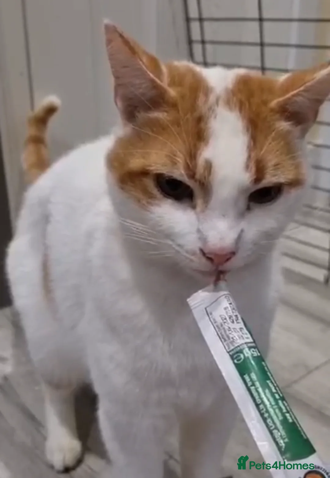 Domestic Shorthair cats for adoption: Adopt from Cats in Crisis East London - Advert 1