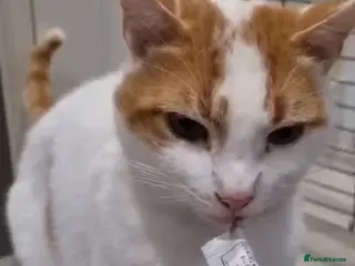 Domestic Shorthair cats Adopt from Cats in Crisis East London - Advert 1