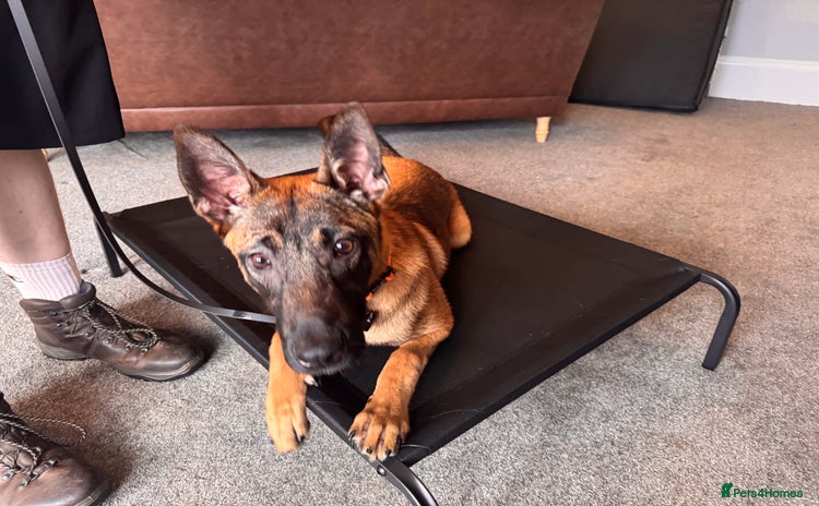 Belgian Shepherd Dog dogs - Advert 2