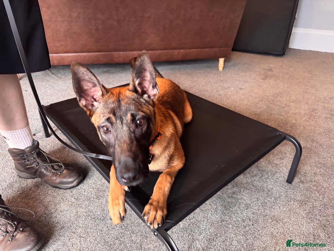 Belgian Shepherd Dog dogs for sale: Kairo - Urgent Rehome - Image 1