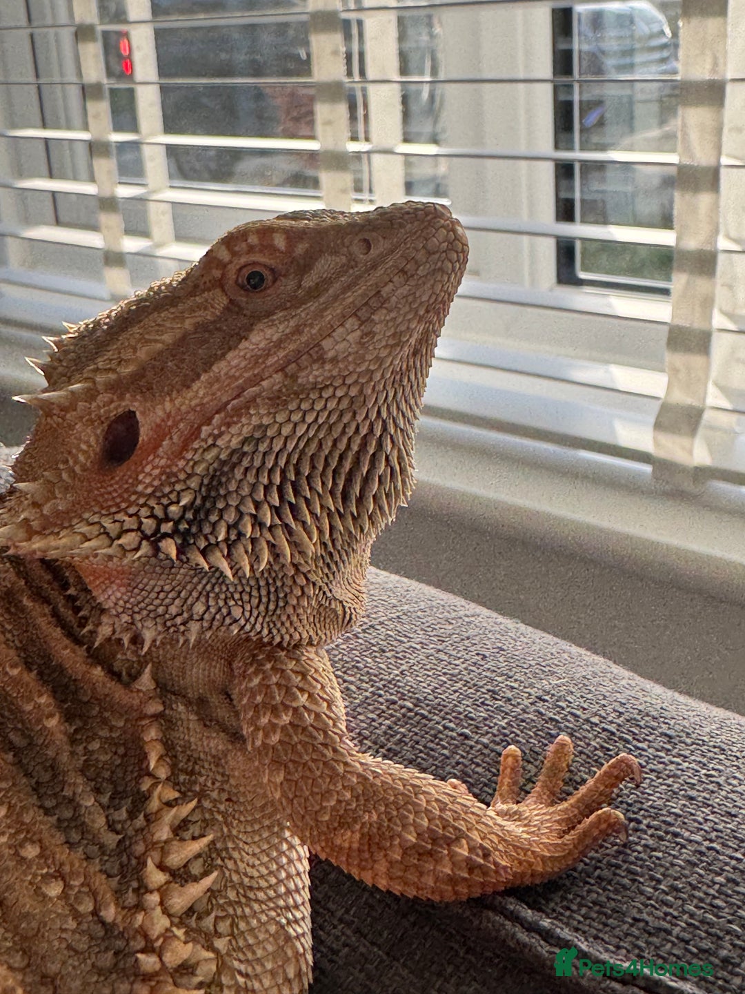 Bearded Dragon reptiles for sale: 18 month Male bearded dragon  - Advert 6