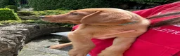 Labrador Retriever dogs for sale: ⭐️READY TO LEAVE NOW kcregistered Labrador puppies - Advert 3