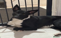 Border Collie dogs for sale: 8 month old male border collie - Image 3