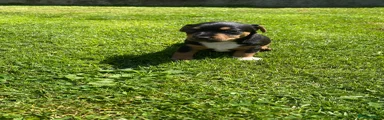 Jack Russell 2(Moi)