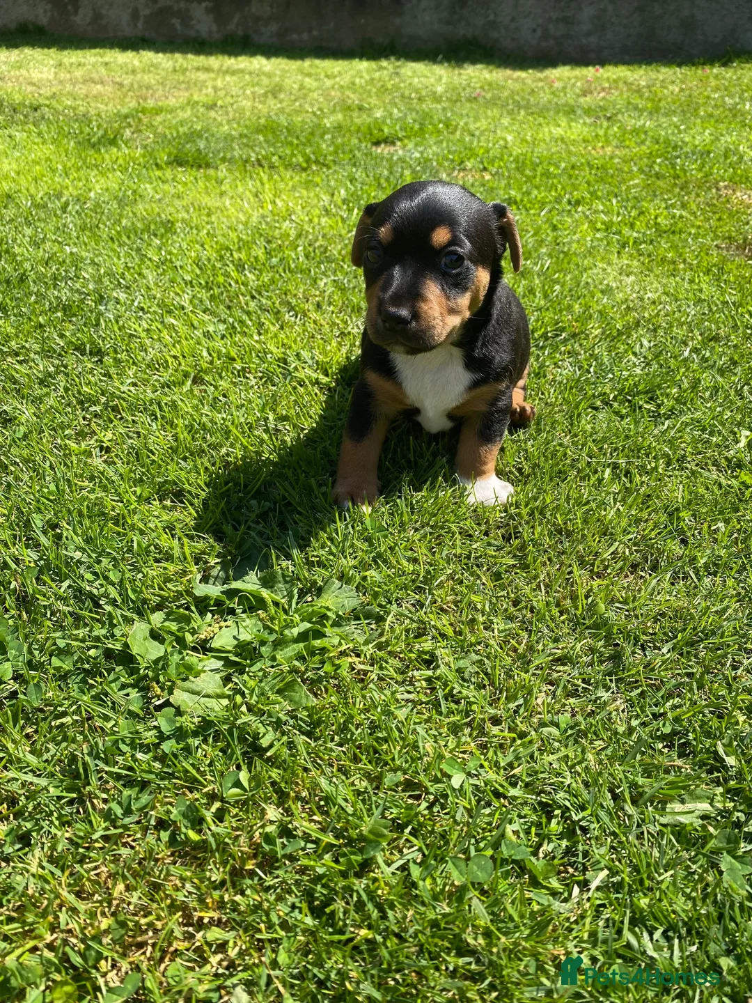 Jack Russell dogs for sale: Female - Advert 2