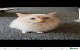 Ragdoll cats for stud: GCCF Active ragdoll stud. in Spalding - Image 2