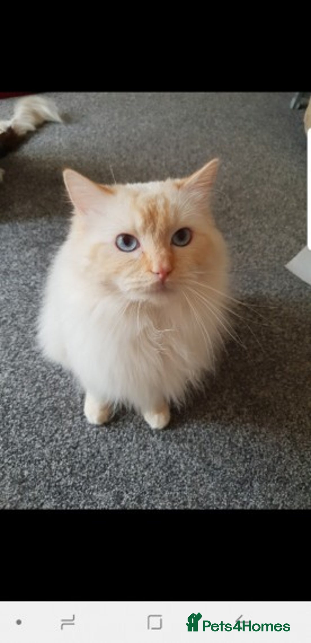 Ragdoll cats for stud: GCCF Active ragdoll stud. in Spalding - Image 2