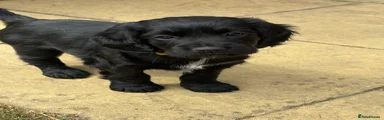 Cocker Spaniel 2 - Trix 