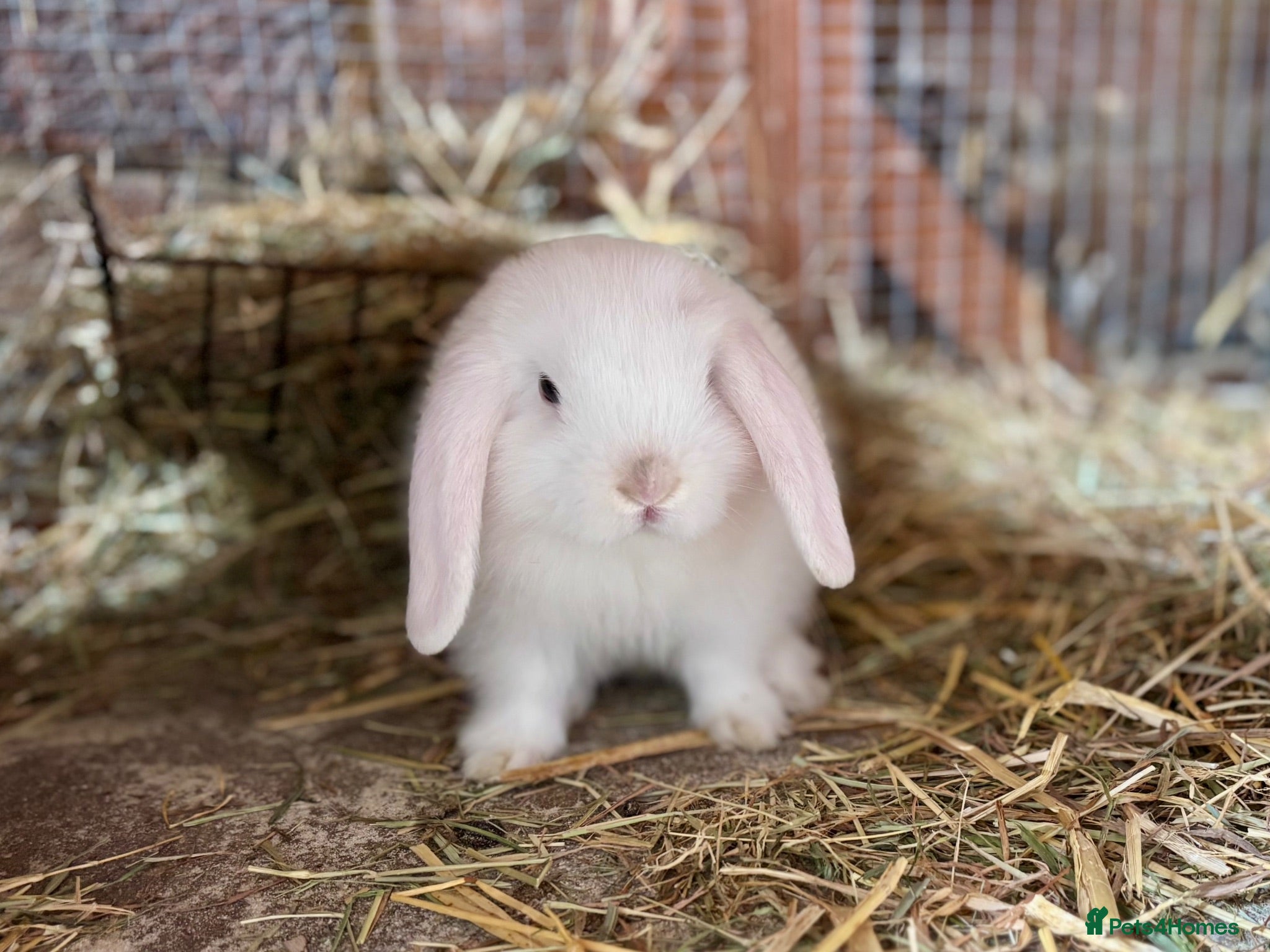Mini Lop rabbits Beautiful baby mini lops - Advert 1