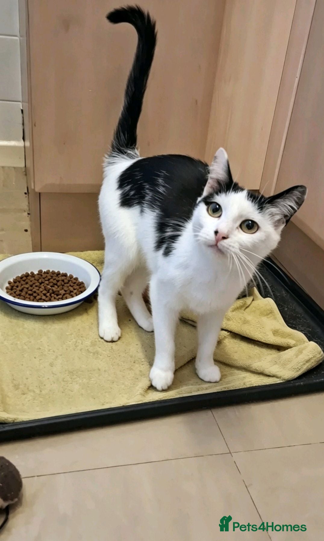Domestic Shorthair cats FREE FEMALE CAT FREE FREE - Advert 19