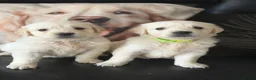 Golden Retriever dogs for sale: KC WHITE RETRIEVERS FULLY HEALTH TESTED  - Advert 2
